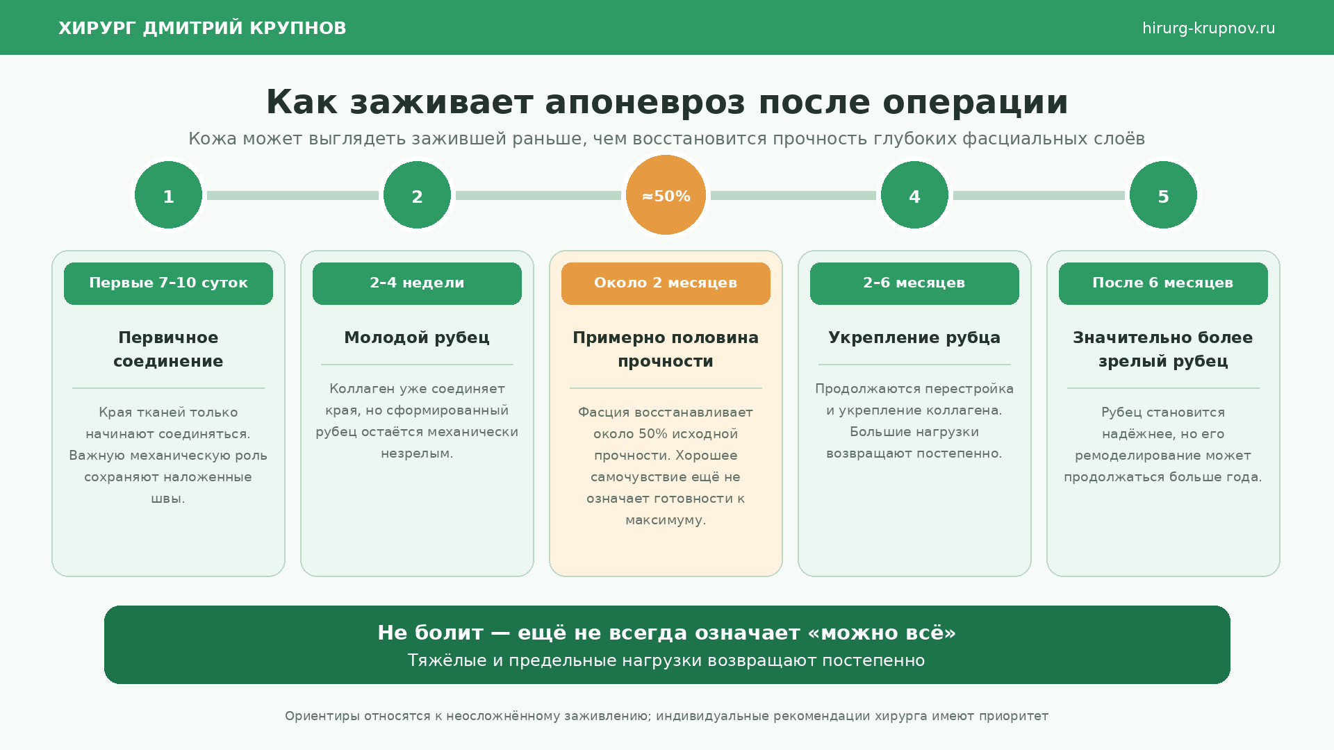 Этапы заживления апоневроза и восстановления прочности брюшной стенки после операции